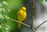 Paruline jaune - Yellow warbler
