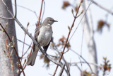 Moqueur polyglotte - Northern mockingbird
