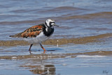 Tournepierre à collier - Ruddy Turnstone