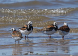 Tournepierre à collier - Ruddy Turnstone