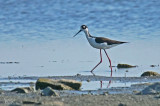 Échasse d'Amérique - Black-necked Stilt