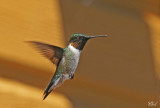 Colibri à gorge rubis - Ruby-throated Hummingbird