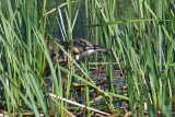 Butor dAmrique - American bittern