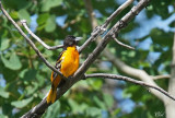 Oriole de Baltimore - Baltimore oriole