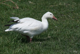 Oie des neiges - Snow goose