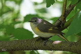 Paruline flamboyante - American Redstart (fem)