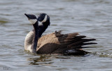 Bernache du Canada - Canada goose