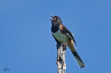 Tohi à flancs roux - Eastern Towhee