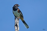 Tohi à flancs roux - Eastern Towhee