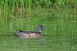 Canard dAmrique - American wigeon