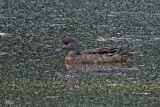 Canard d'Amérique - American wigeon