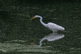 Grande aigrette - Great egret