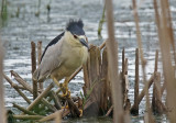 Bihoreau gris - Black-crowned Night-heron