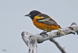 Oriole de Baltimore - Baltimore oriole