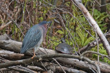 Hron vert - Green Heron