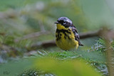 Paruline à tête cendrée - Magnolia warbler