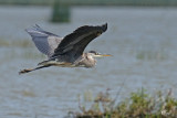 Grand héron - Great blue heron