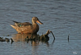 Canard souchet - Northern shoveler