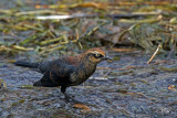 Quiscale rouilleux - Rusty blackbird