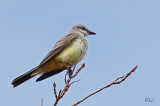 Tyran de louest - Western kingbird