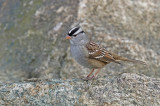 Bruant  couronne blanche - White-crowned sparrow 