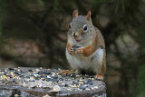 cureuil roux - Red squirrel