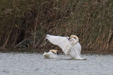 Cygne trompette - Trumpeter swan