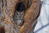 Petit-duc maculé - Eastern Screech-Owl