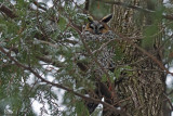 Hibou moyen-duc - Long-eared Owl