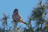 Épervière boréale - Northern hawk-owl