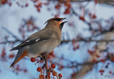 Jaseur boral - Bohemian waxwing