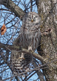 Chouette raye - Barred owl