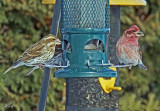 Roselin pourpr - Purple finch