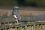 Aigrette tricolore - Tricolored heron