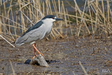 Bihoreau gris - Black-crowned Night-heron