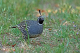 Colin de Californie - California quail