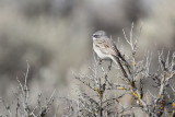 Sagebrush Sparrow