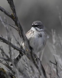 Sagebrush Sparrow