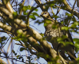 A camouflaged white wing dove