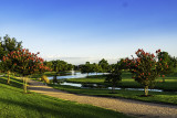From a neighborhood greenbelt