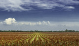 Rows