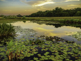 The Frog Pond