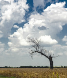 The Lonesome tree
