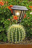Cactus and Lantern (4/29/22)