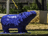 All the Hippos in Hutto