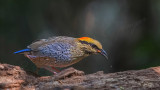 Blue pitta - Pitta cyanea