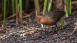 Band-bellied crake - Porzana paykullii