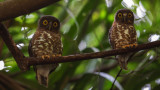 Brown hawk-owl - Ninox scutulata