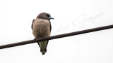 Ashy woodswallow - Artamus fuscus