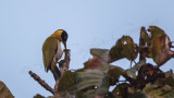 Black-headed woodpecker - Picus erythropygius